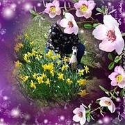 Picture